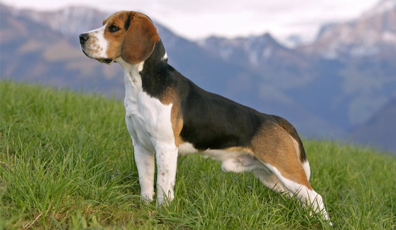 https://www.puppyarea.com/wp-content/uploads/2020/06/beagle_1.jpg