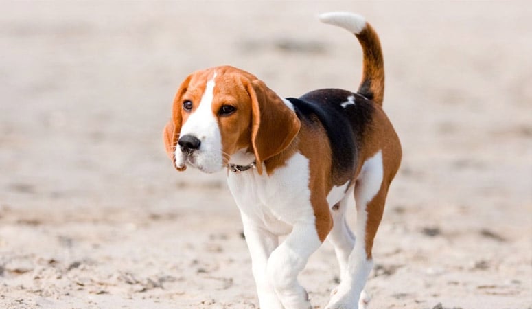 Beagle