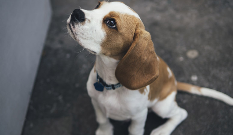 Beagle