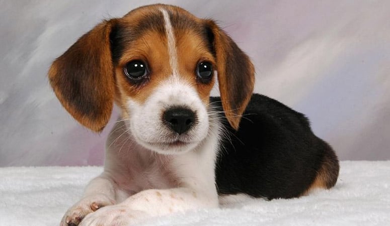 Beagle