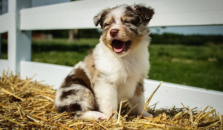 Australian Shepherd