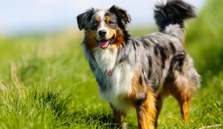 Australian Shepherd