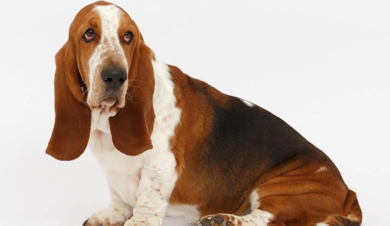 https://www.puppyarea.com/wp-content/uploads/2020/07/Basset-Hound-1.jpg