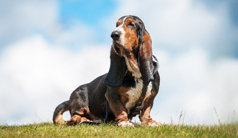 Basset Hound