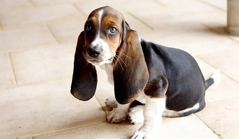 Basset Hound