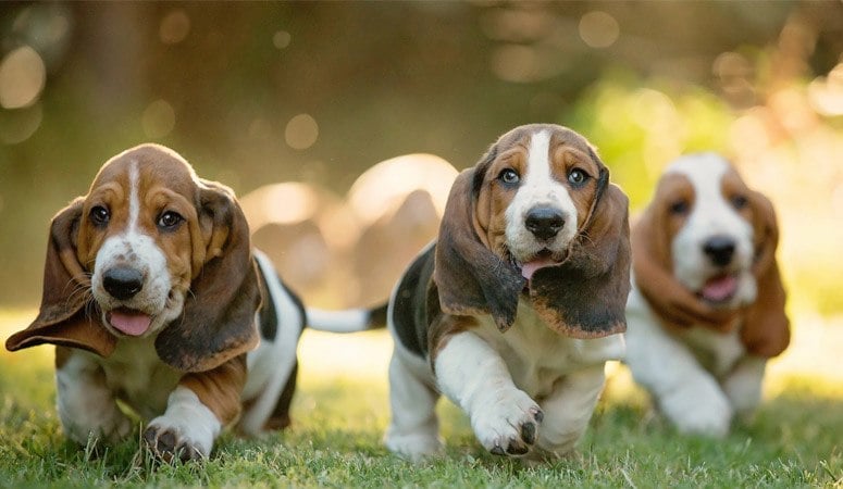 Basset Hound