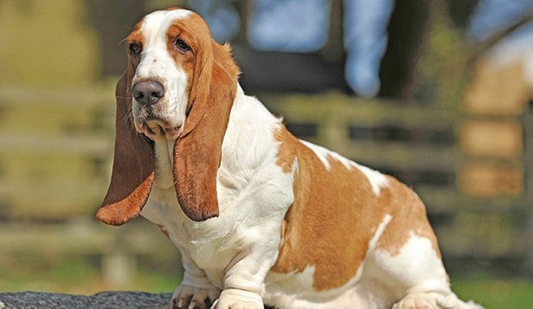 Basset Hound