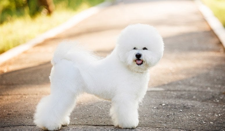 https://www.puppyarea.com/wp-content/uploads/2020/07/Bichon-Frise-1.jpg