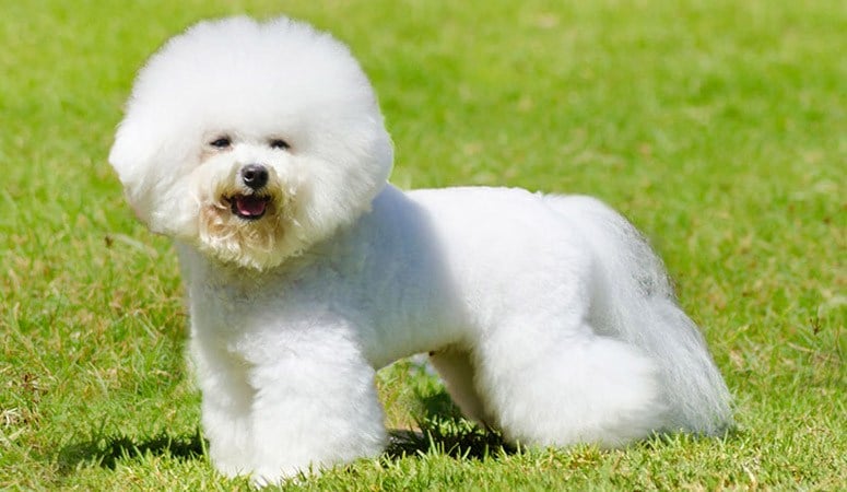 Bichon Frise