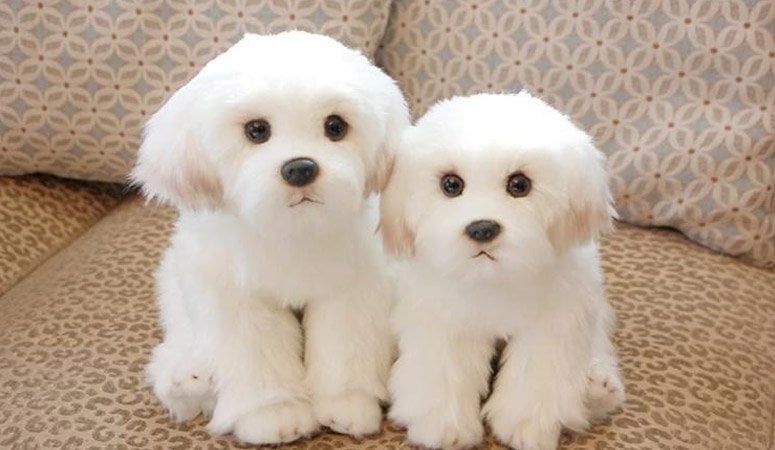 Bichon Frise