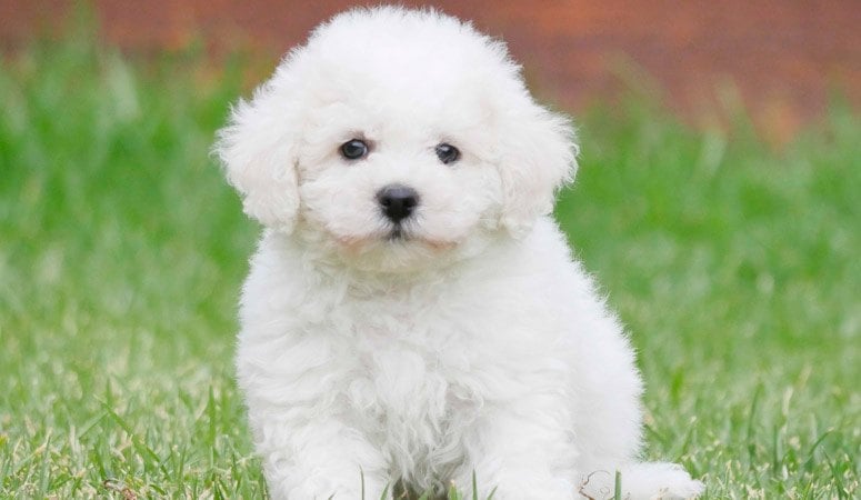 Bichon Frise