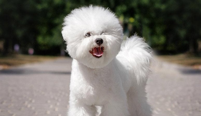 Bichon Frise