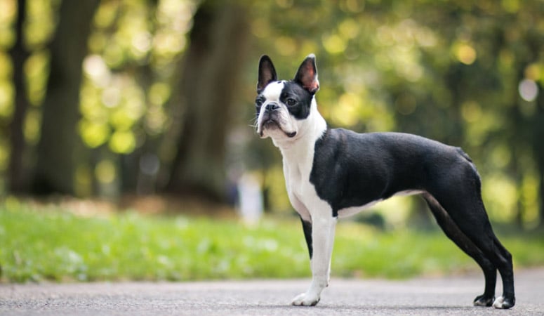 https://www.puppyarea.com/wp-content/uploads/2020/07/Boston-Terrier-1.jpg