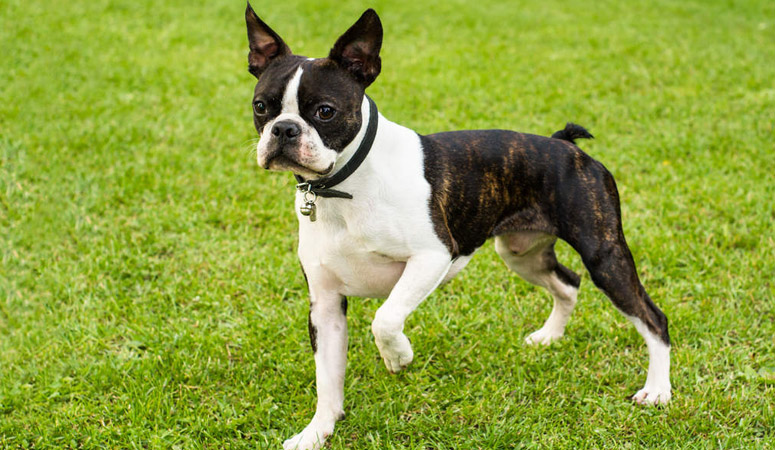 Boston Terrier