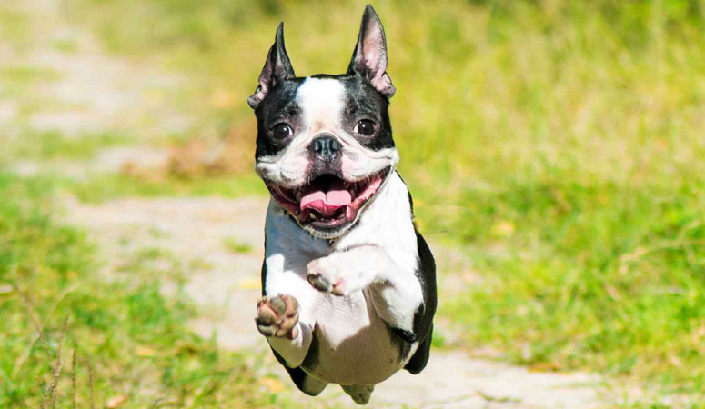 Boston Terrier