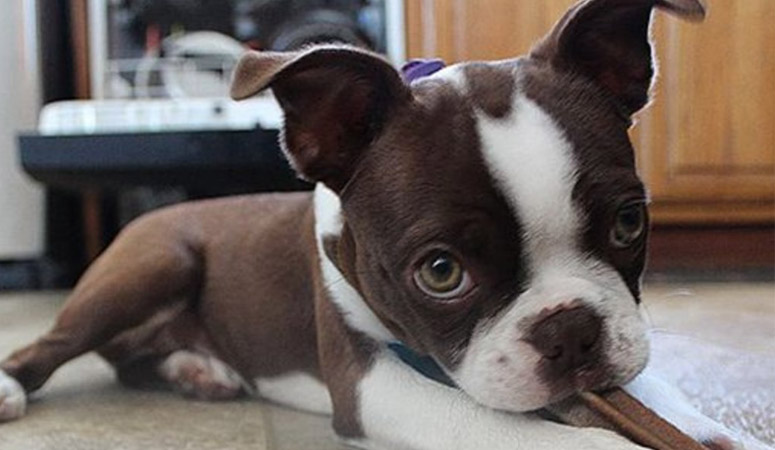 Boston Terrier