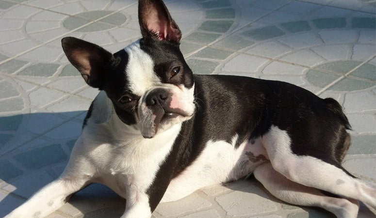 Boston Terrier