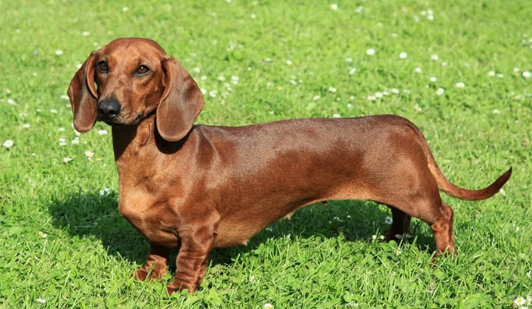 https://www.puppyarea.com/wp-content/uploads/2020/07/Dachshund-1.jpg