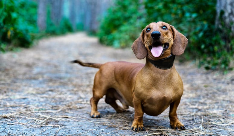 Dachshund