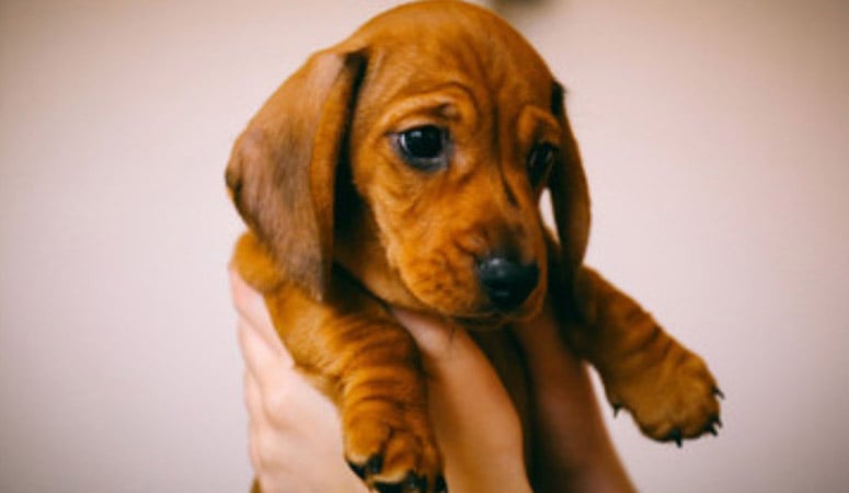 Dachshund