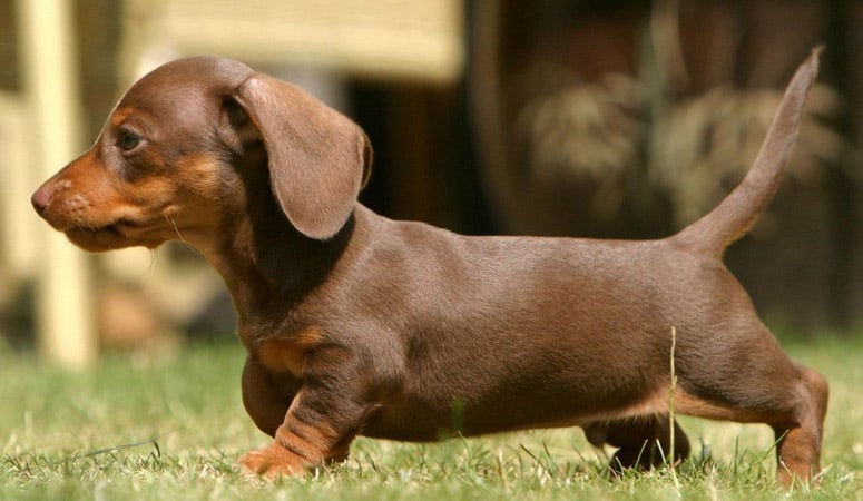 Dachshund