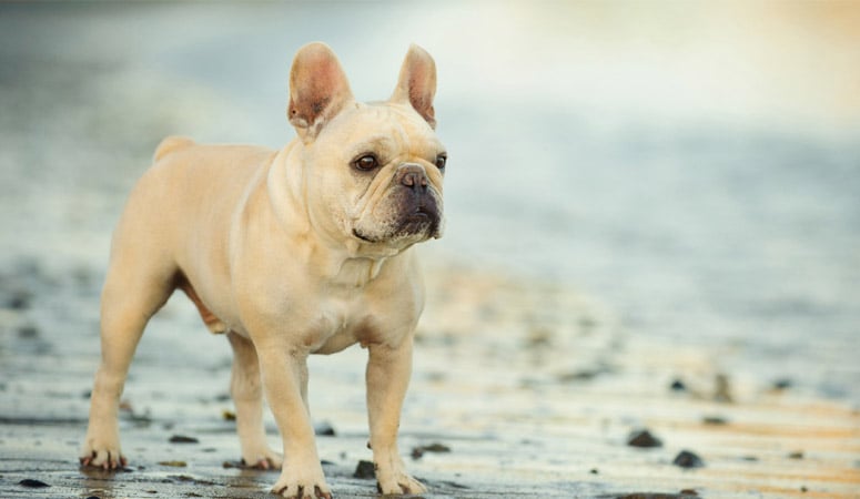 https://www.puppyarea.com/wp-content/uploads/2020/07/French-Bulldog-1.jpg