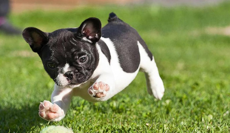 French Bulldog