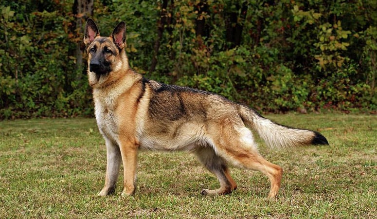 https://www.puppyarea.com/wp-content/uploads/2020/07/German-Shepherd-Dog1.jpg