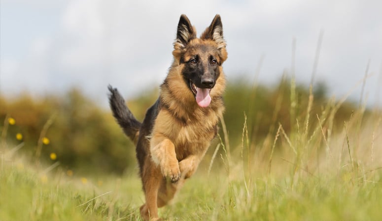 German Shepherd Dog