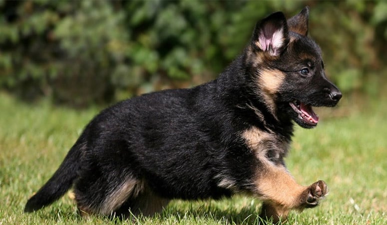 German Shepherd Dog