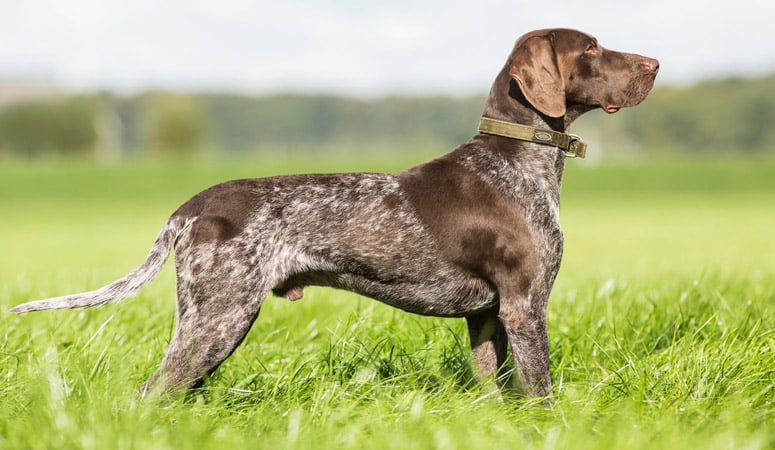 https://www.puppyarea.com/wp-content/uploads/2020/07/German-Shorthaired-Pointer1.jpg