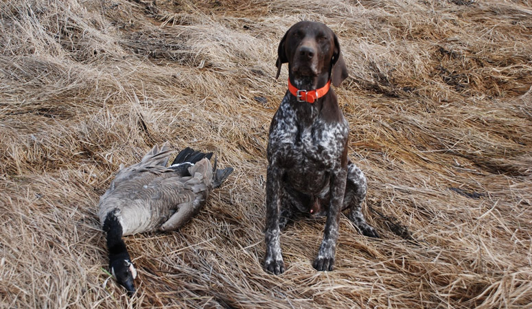 German Shorthaired Pointer