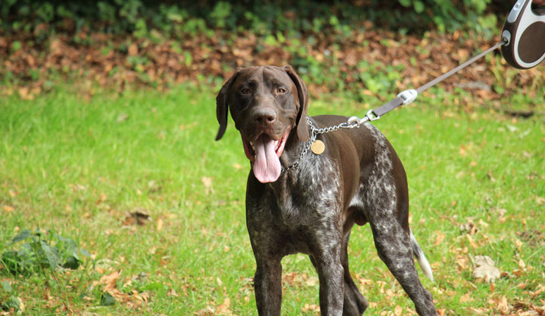 German Shorthaired Pointer