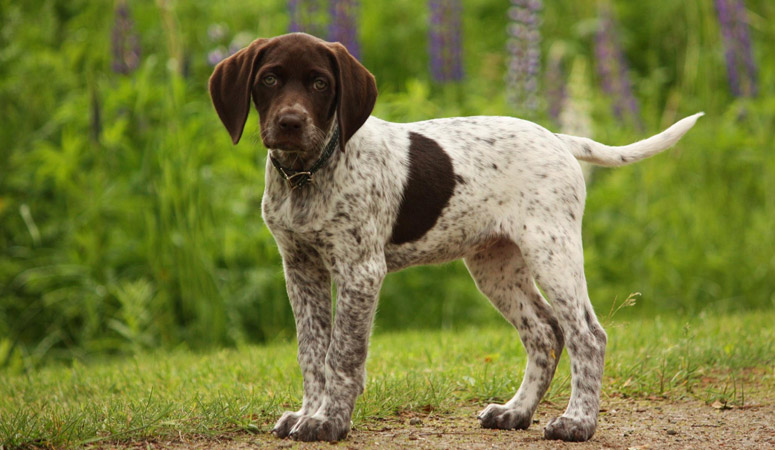 German Shorthaired Pointer