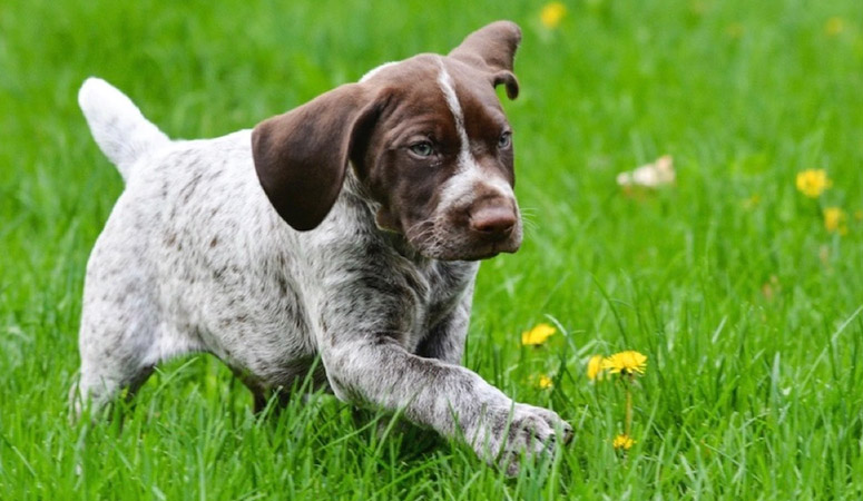 German Shorthaired Pointer