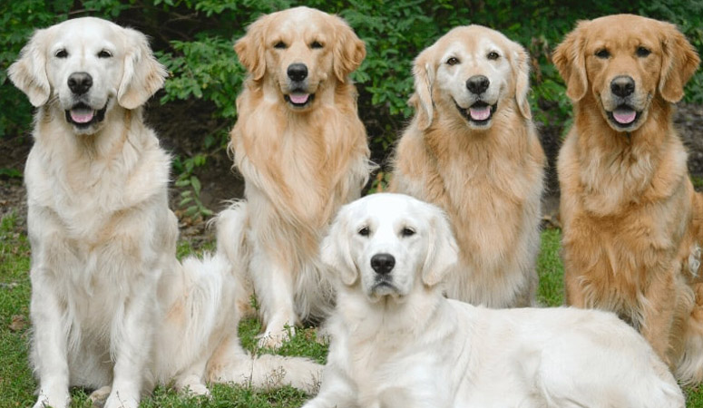 Golden Retriever | Puppy Area