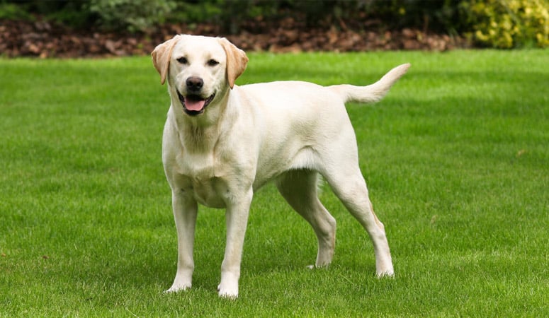 https://www.puppyarea.com/wp-content/uploads/2020/07/Labrador-Retriever.jpg