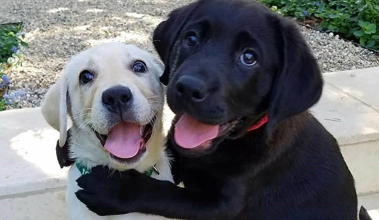 Labrador Retriever