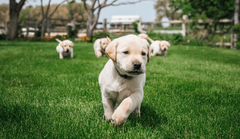 Labrador Retriever