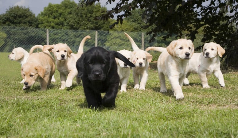 Labrador Retriever