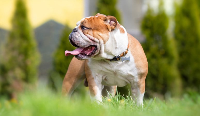 Bulldog | Puppy Area