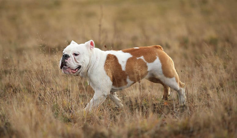 Bulldog