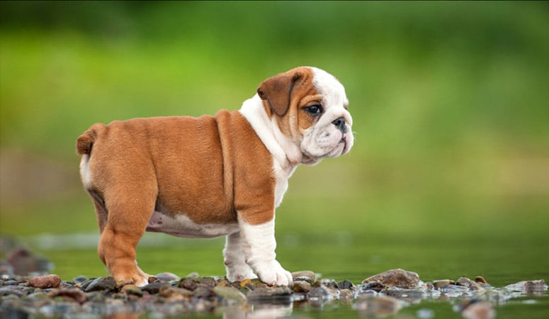 Bulldog