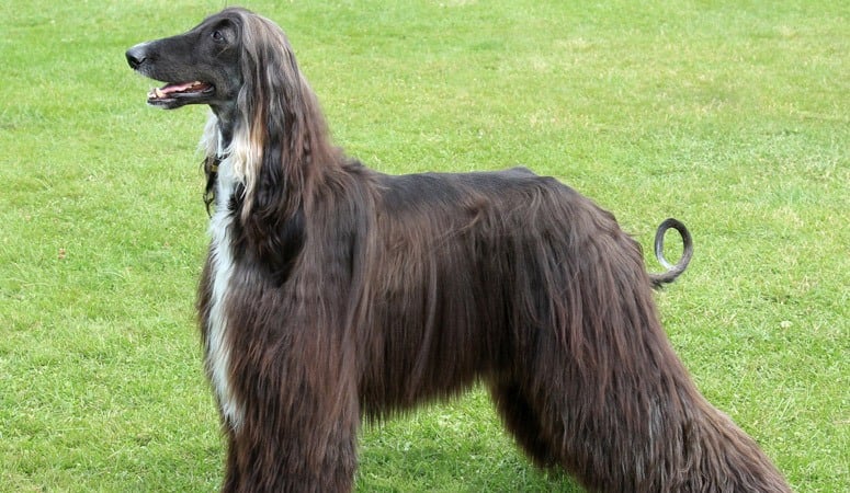 https://www.puppyarea.com/wp-content/uploads/2020/08/Afghan-Hound-1.jpg