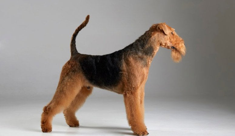 https://www.puppyarea.com/wp-content/uploads/2020/08/Airedale-Terrier-1.jpg