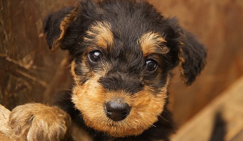 webkinz airedale terrier