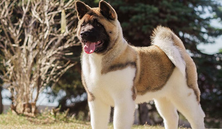 Akita | Puppy Area