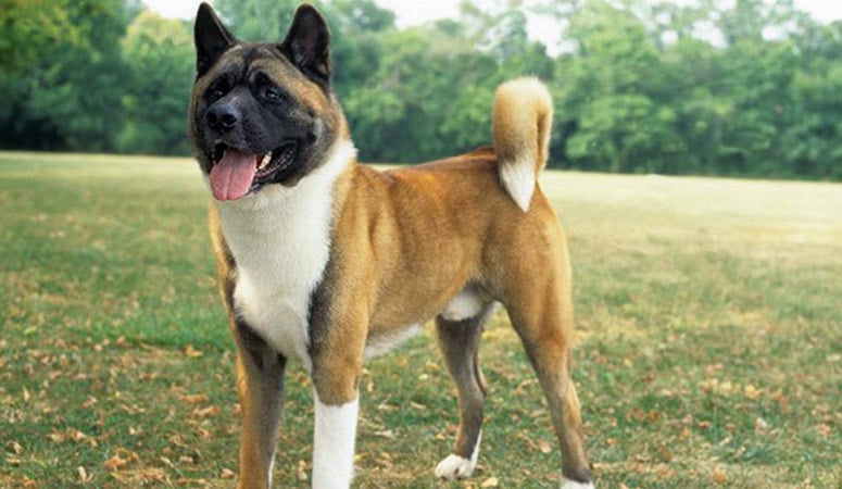 Akita