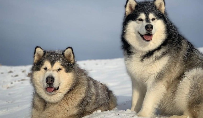 Alaskan Malamute