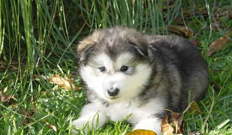 Alaskan Malamute